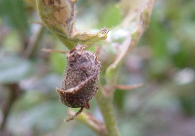 Attelabus nitens